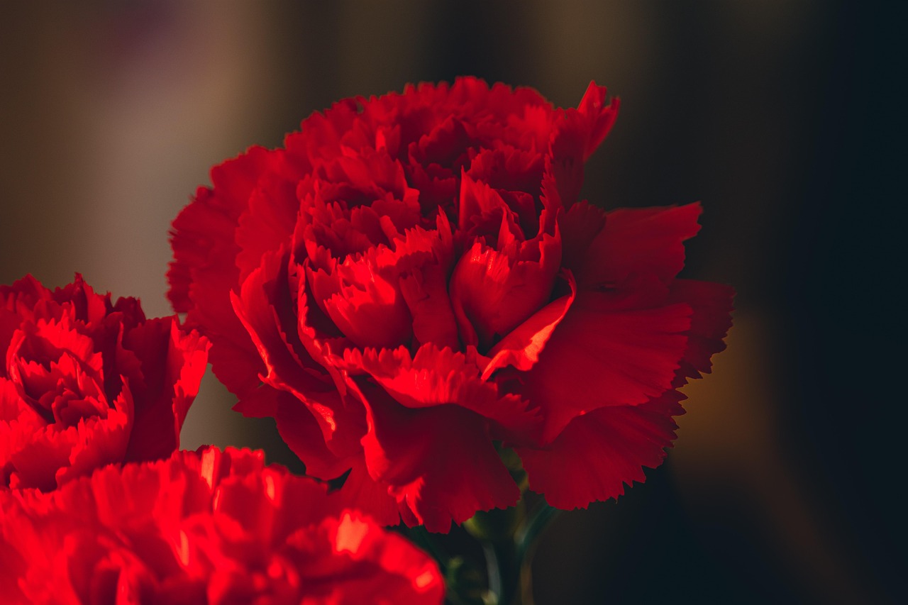carnations, flowers, red, nature, bouquet, beautiful flowers, red carnations, red flowers, petals, flower background, red petals, flower wallpaper, bloom, blossom, close up