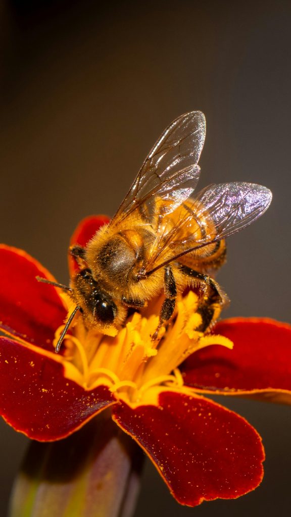 Close-up of a bee collecting nectar on a vibrant red flower in SP, Brazil.