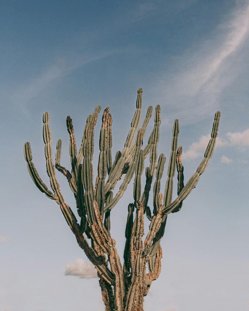 A tall cactus stands majestically against a clear blue sky, showcasing its spiky branches.